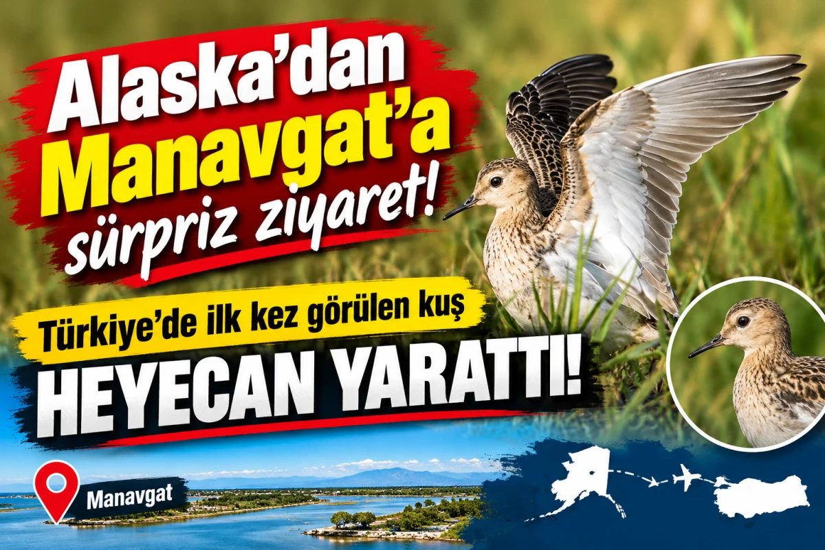 Alaska&rsquo;dan Manavgat&rsquo;a s&uuml;rpriz ziyaret! T&uuml;rkiye&rsquo;de ilk kez g&ouml;r&uuml;len kuş heyecan yarattı